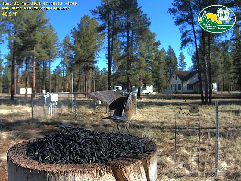 USDA Forest Service