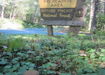 Campground: Trout Lake Creek