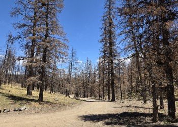 USDA Forest Service