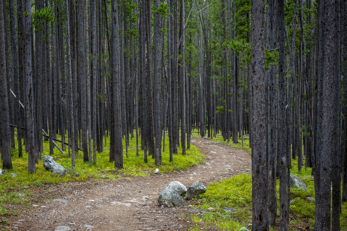 USDA Forest Service
