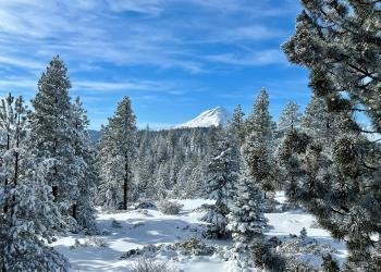 USDA Forest Service