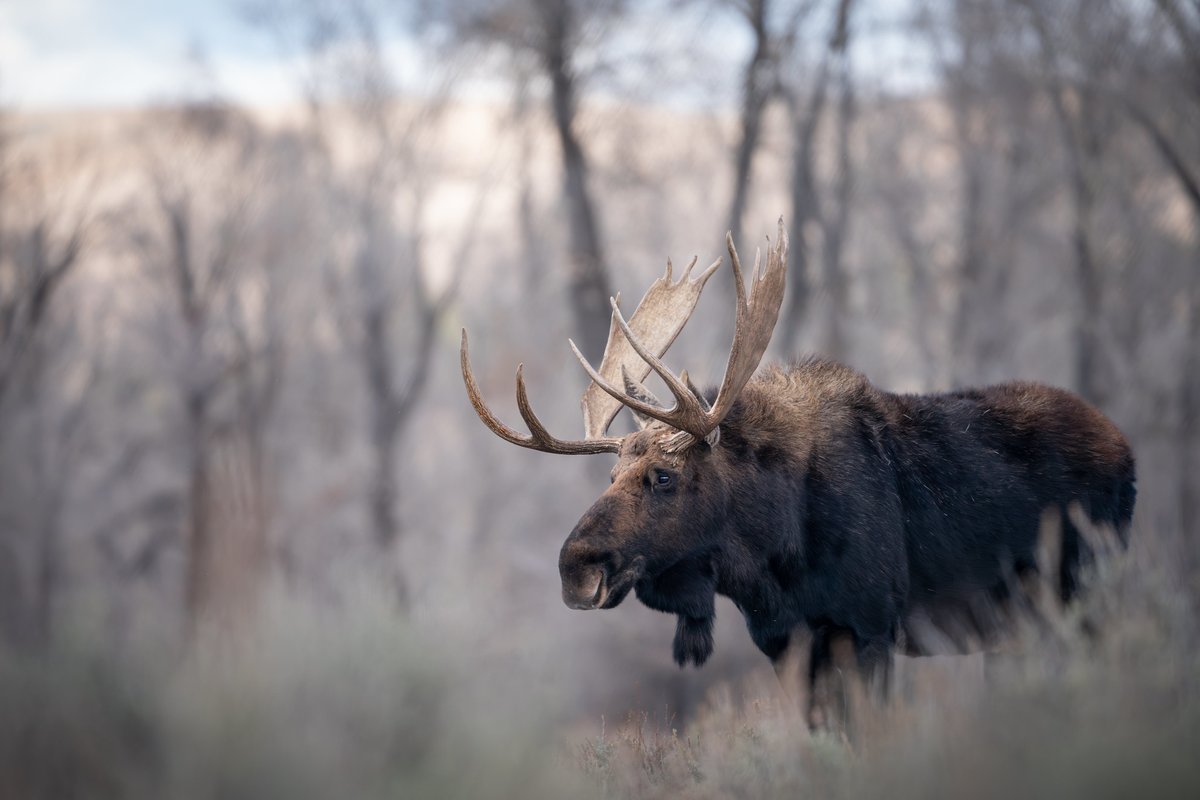 Moose Flat Campground