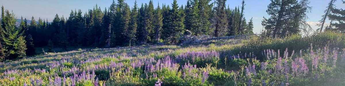 USDA Forest Service