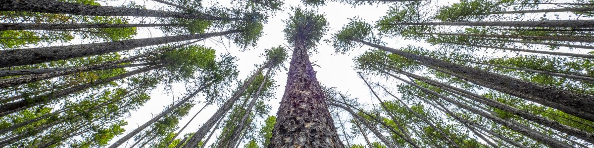 USDA Forest Service