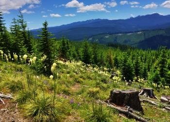 Alpine Meadows Campground