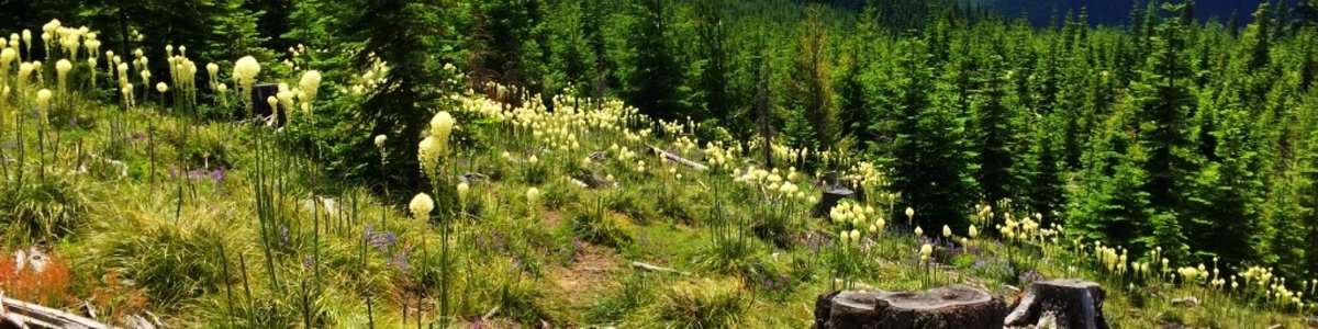 Meadow Creek Campground