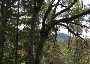 Oak Flat Campground
