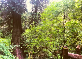 USDA Forest Service