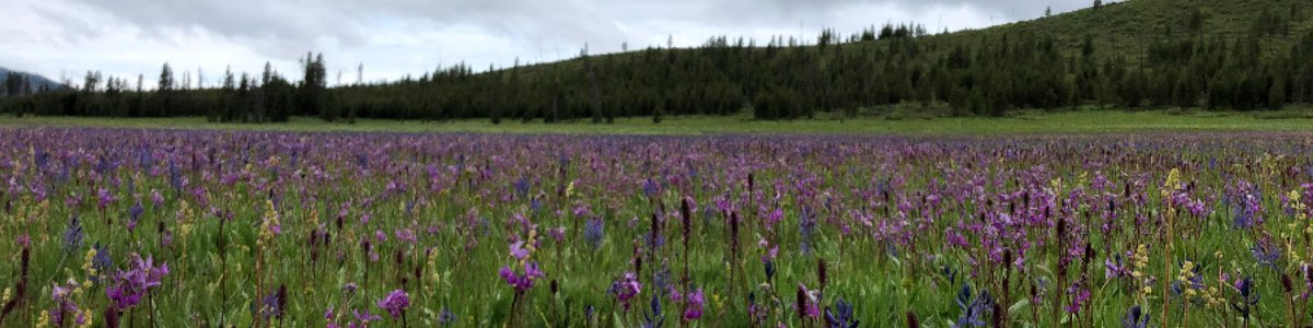 USDA Forest Service