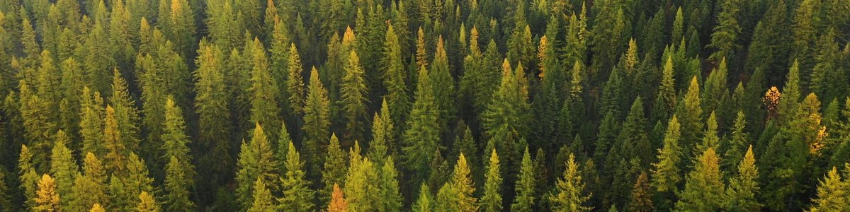 USDA Forest Service