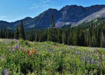 Lower Provo River Campground