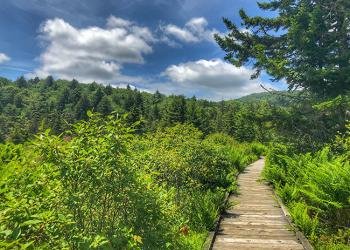 Cranberry Glades Botanical Area