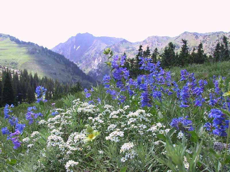 USDA Forest Service
