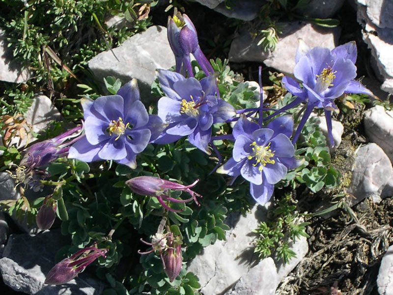 Columbine Landing Recreation Site