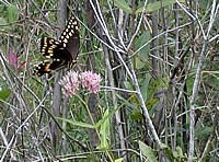 USDA Forest Service