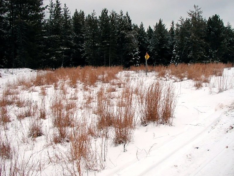 USDA Forest Service