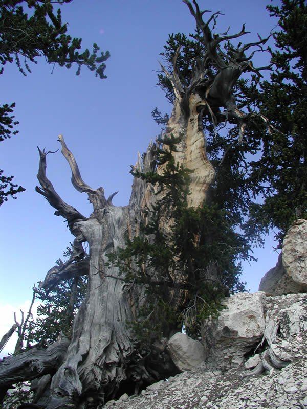 Blue Spruce Campground