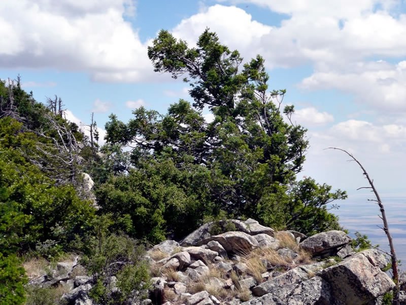USDA Forest Service
