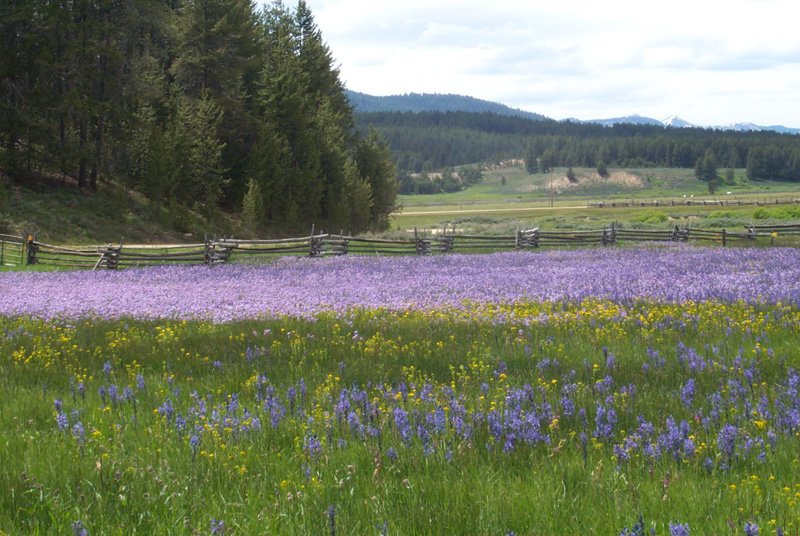 USDA Forest Service