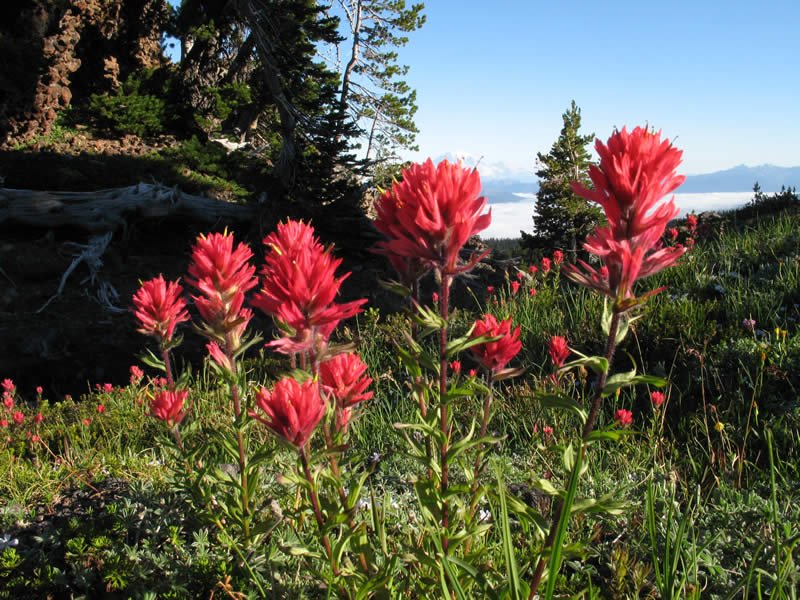 USDA Forest Service