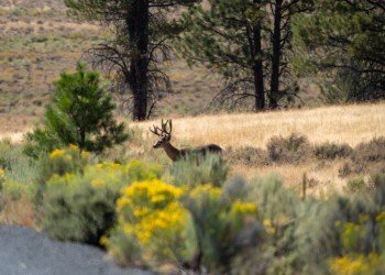 USDA Forest Service