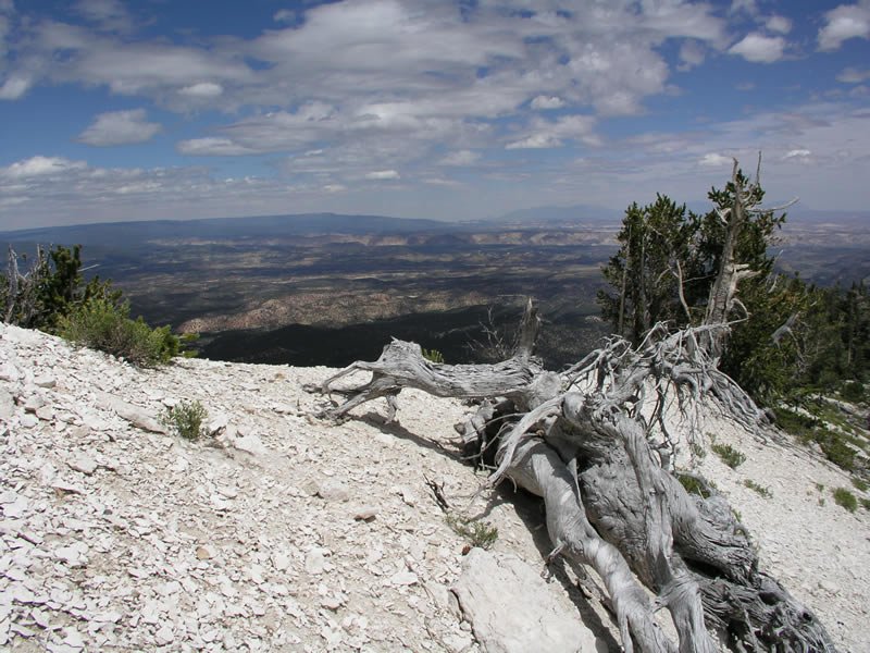 USDA Forest Service