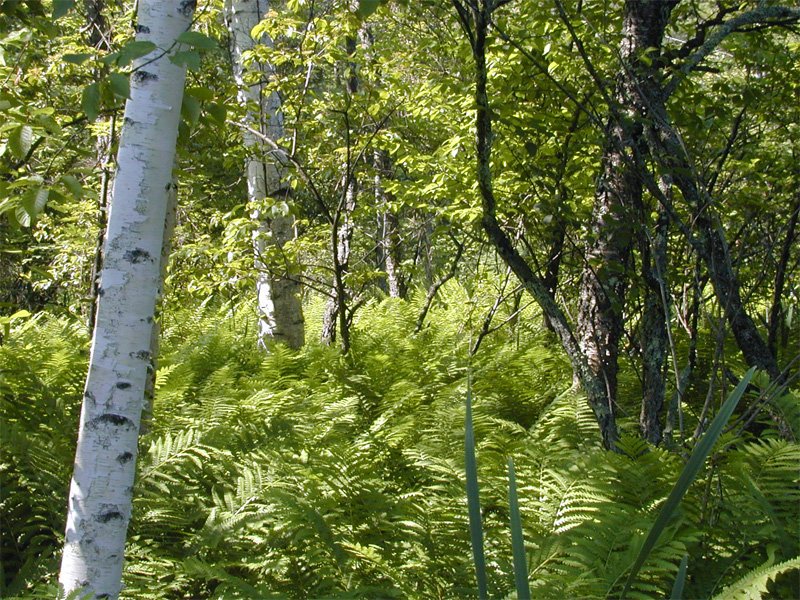 Mountain Pond Shelter
