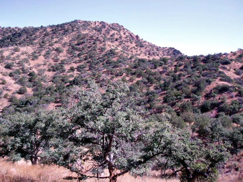 USDA Forest Service
