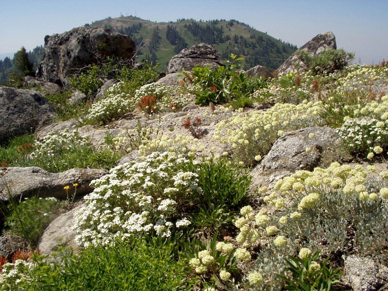 USDA Forest Service