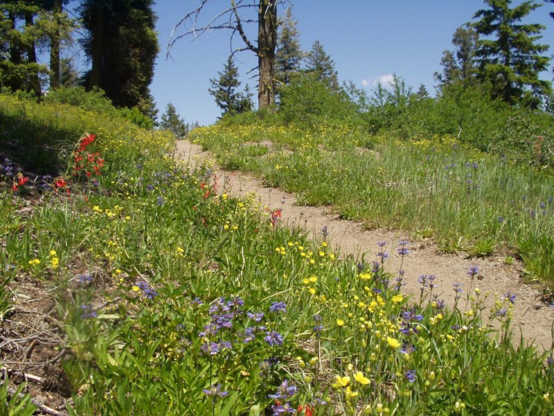 USDA Forest Service