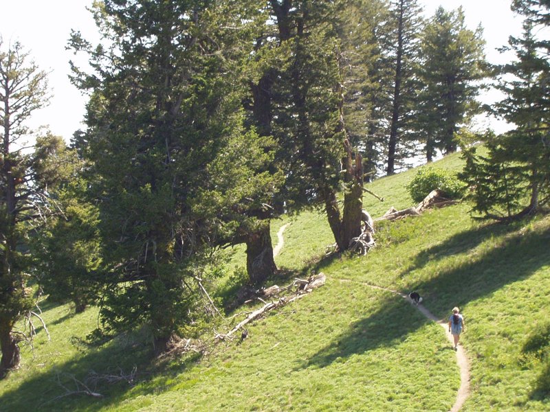 USDA Forest Service