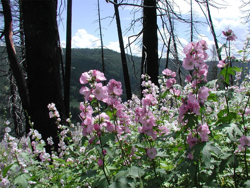USDA Forest Service