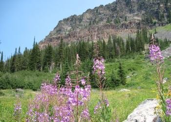 USDA Forest Service