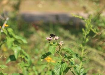 Butterfly Garden