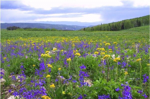 USDA Forest Service