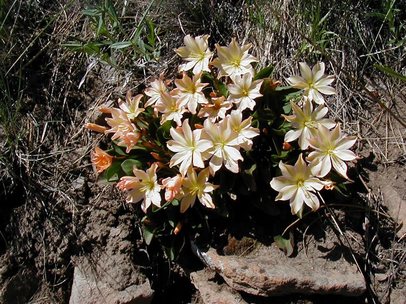 Antilon Lake Campground
