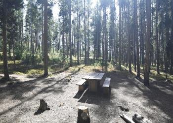 Lodgepole Campground