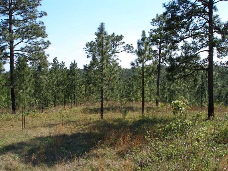Sawmill Campground