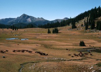 USDA Forest Service