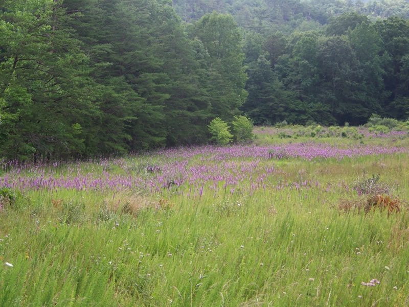 Beartree Recreation Area