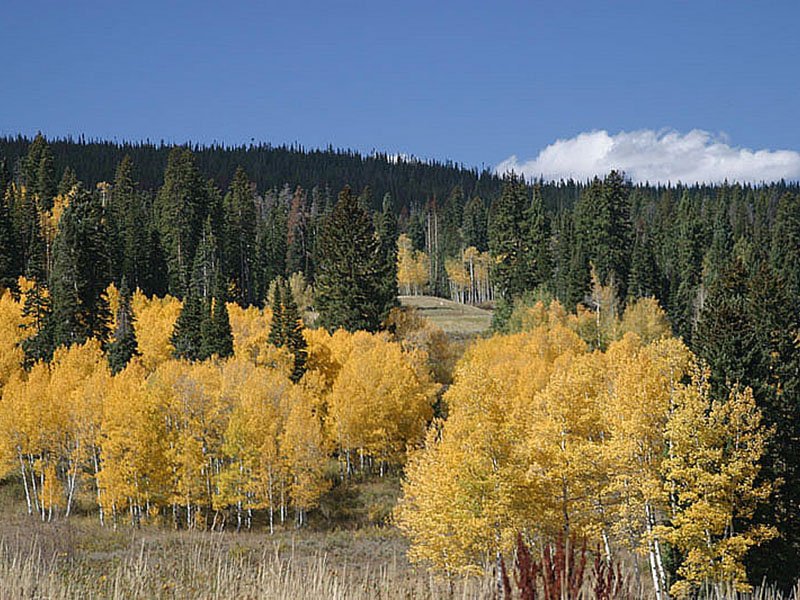 Blue Spruce Campground