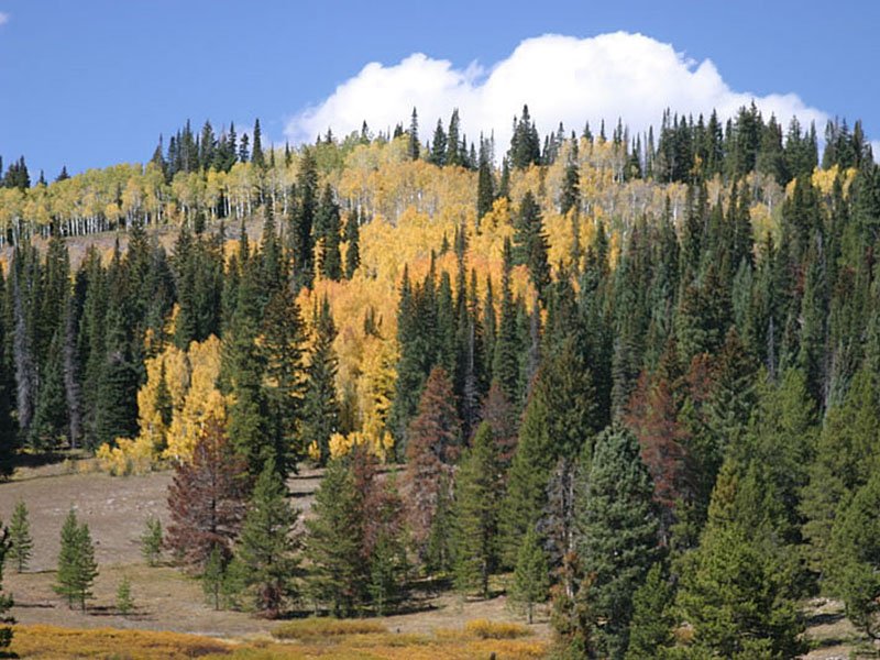 Blue Spruce Campground