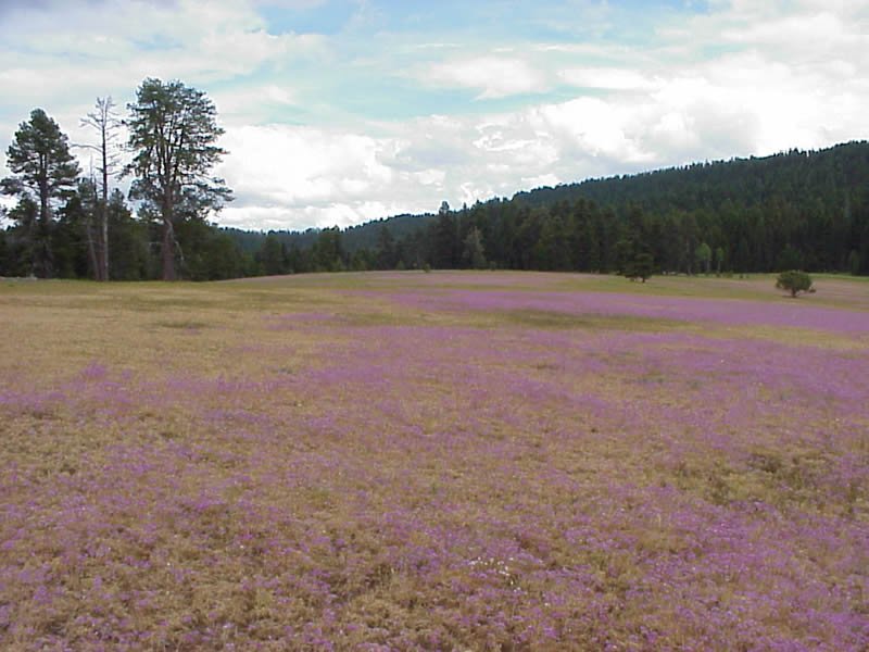 USDA Forest Service