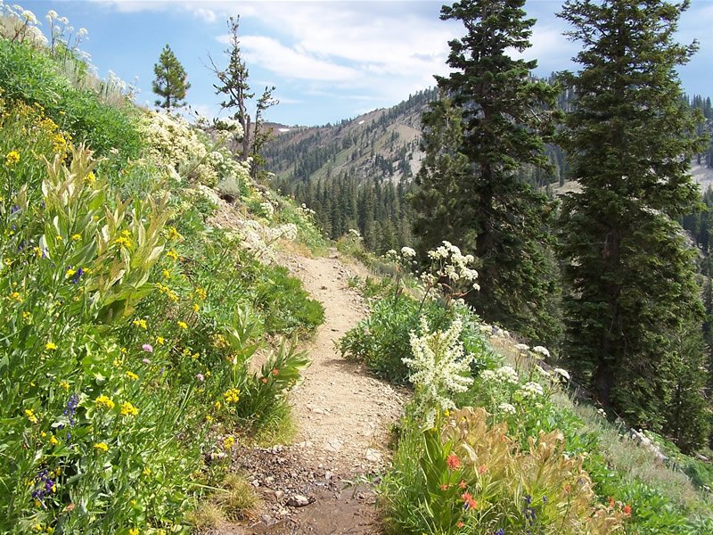 Willow Campground
