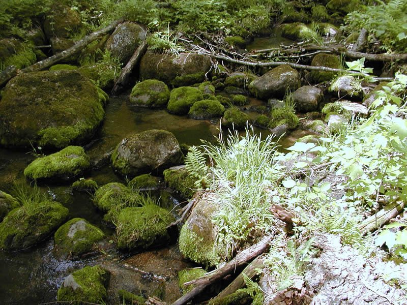Wanoka Lake Recreation Area