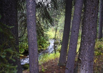 USDA Forest Service