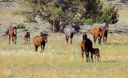 USDA Forest Service
