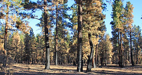USDA Forest Service