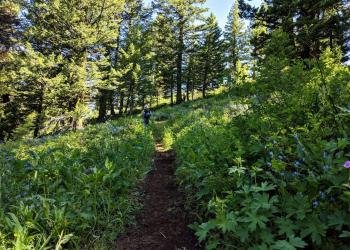 USDA Forest Service