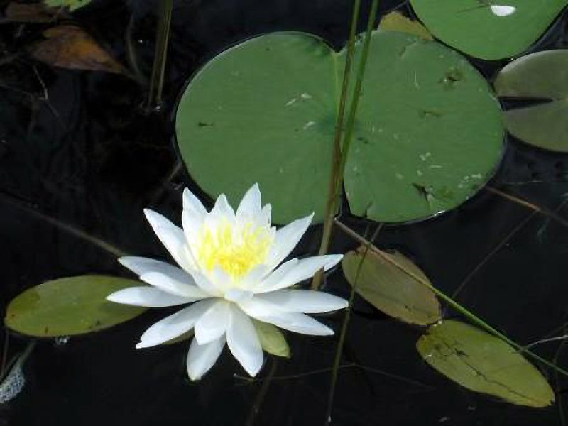 Agassa Lake